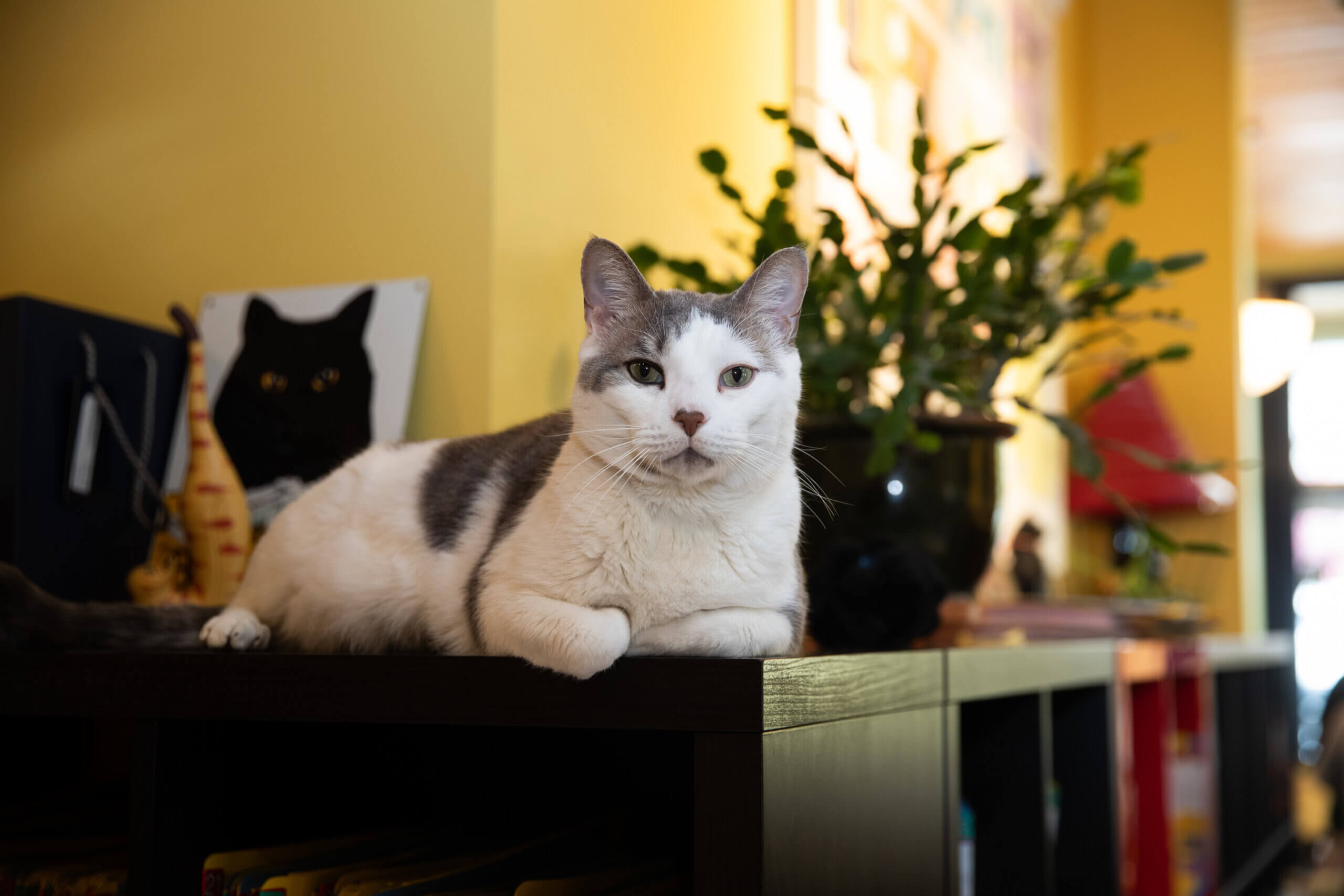 Walter, City Kitty Ambassador